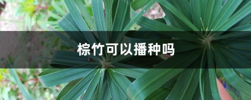 棕竹可以播种吗