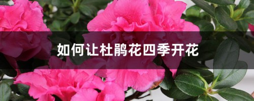 如何让杜鹃花四季开花