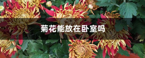 菊花能放在卧室吗